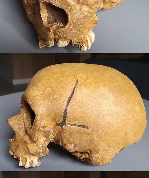 Moulage de Crane Neandertal enfant La Quina 18