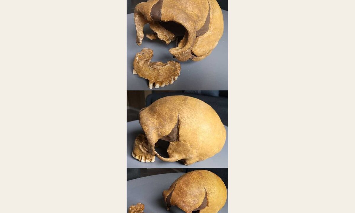 Moulage de Crane Neandertal femme La Quina 5