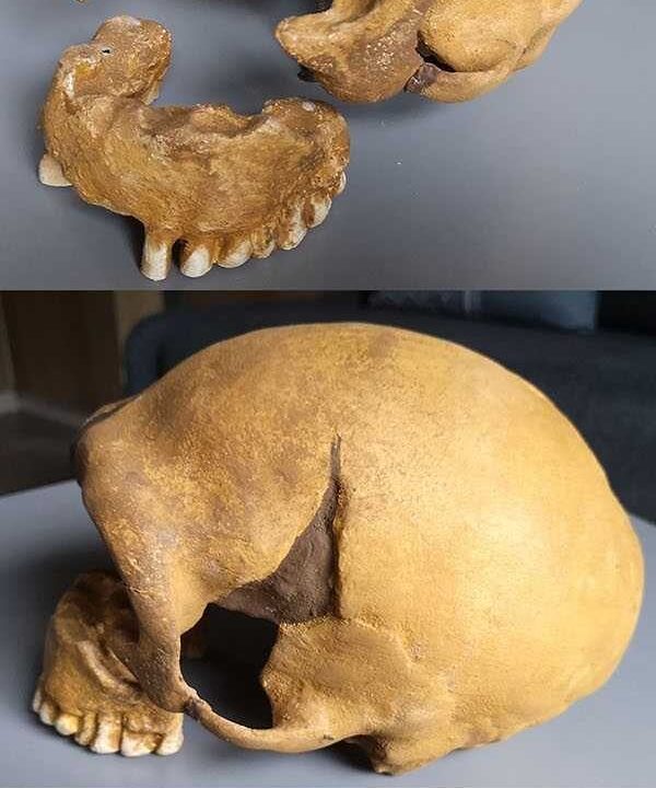 Moulage de Crane Neandertal femme La Quina 5
