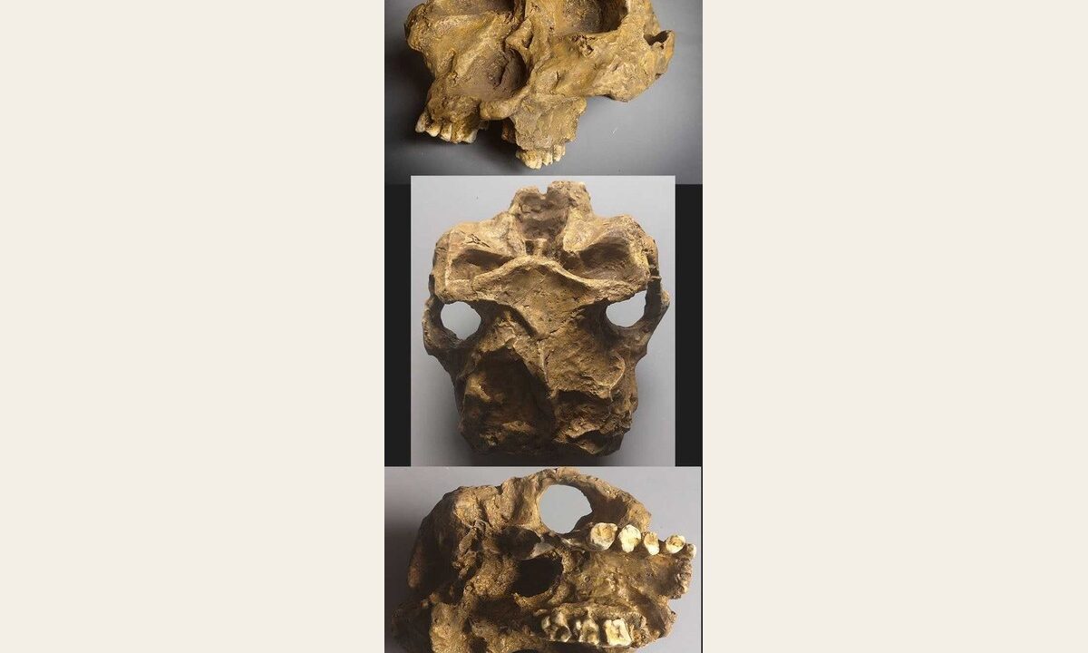 Moulage de DNH7 Paranthropus robustus DNH 7