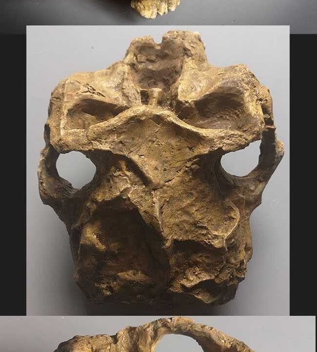 Moulage de DNH7 Paranthropus robustus DNH 7