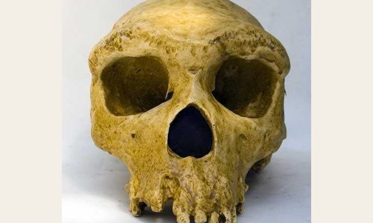 Moulage de Homo rhodesiensis