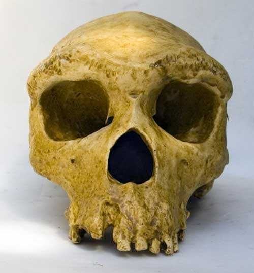 Moulage de Homo rhodesiensis