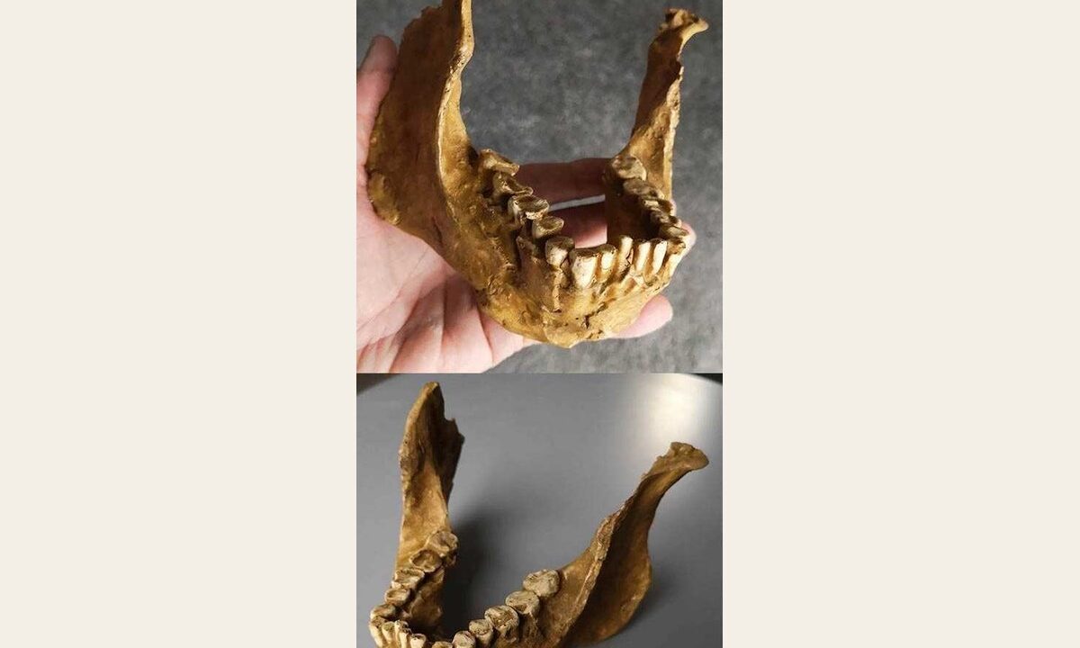 Moulage de mandibule d’ Homo rudolfensis knmer 60000