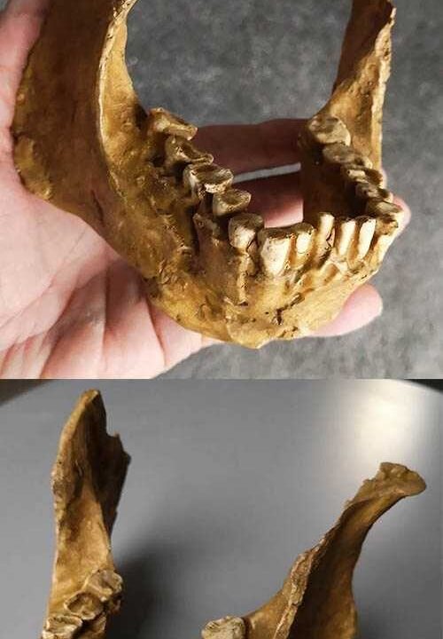 Moulage de mandibule d’ Homo rudolfensis knmer 60000