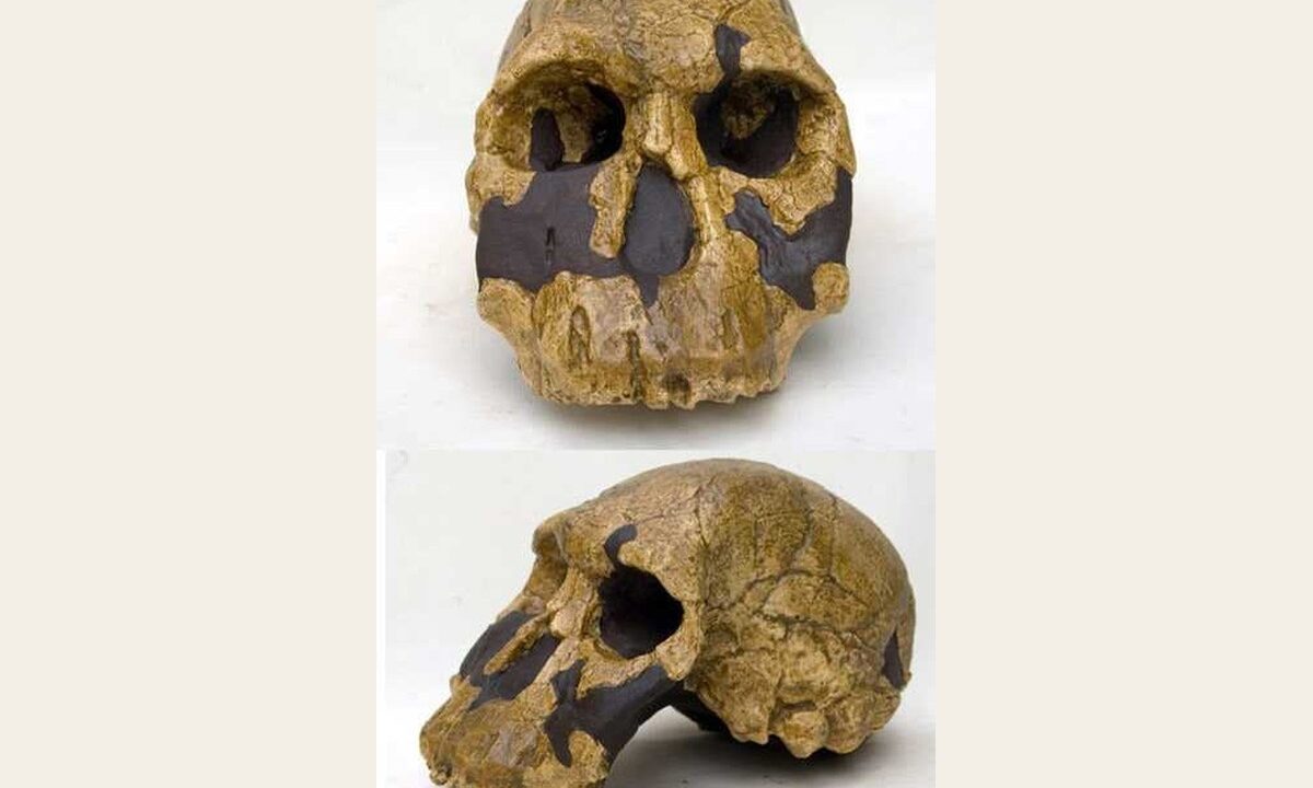 Moulage de Homo rudolfensis