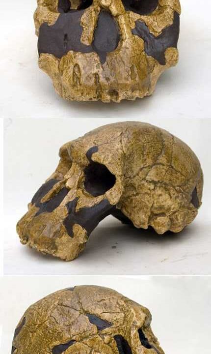 Moulage de Homo rudolfensis