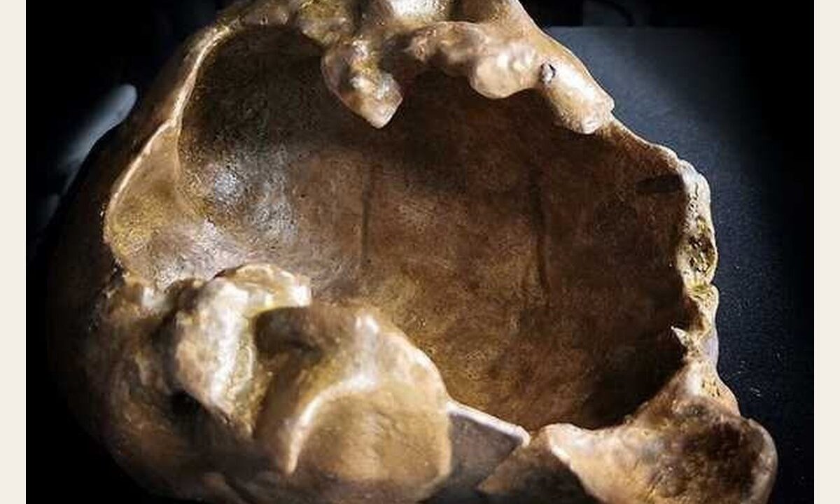 Moulage de Erectus Pithécanthrope de java