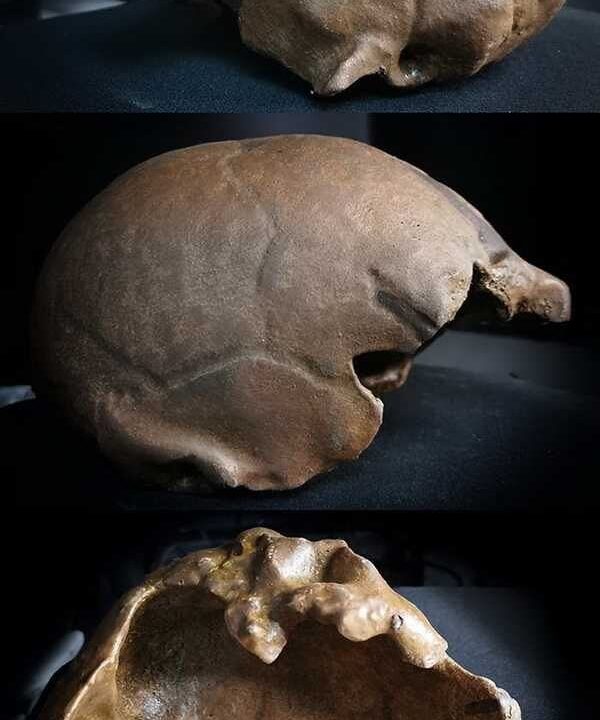 Moulage de Erectus Pithécanthrope de java