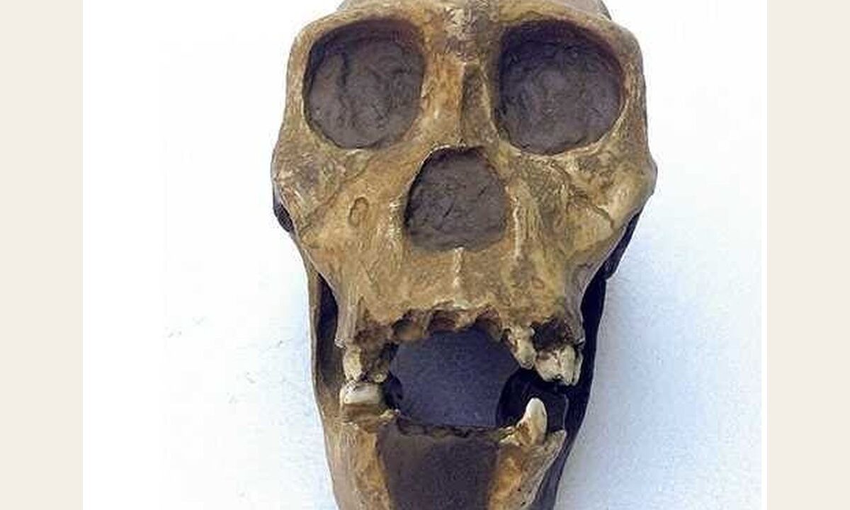 Moulage de Australopithecus Sediba
