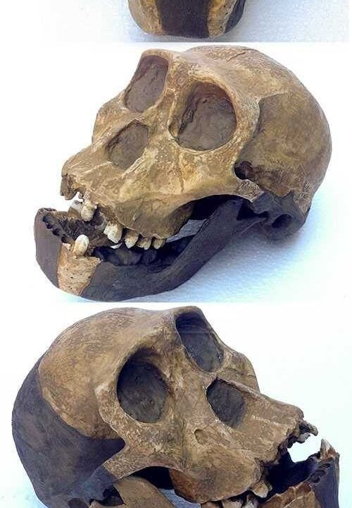 Moulage de Australopithecus Sediba