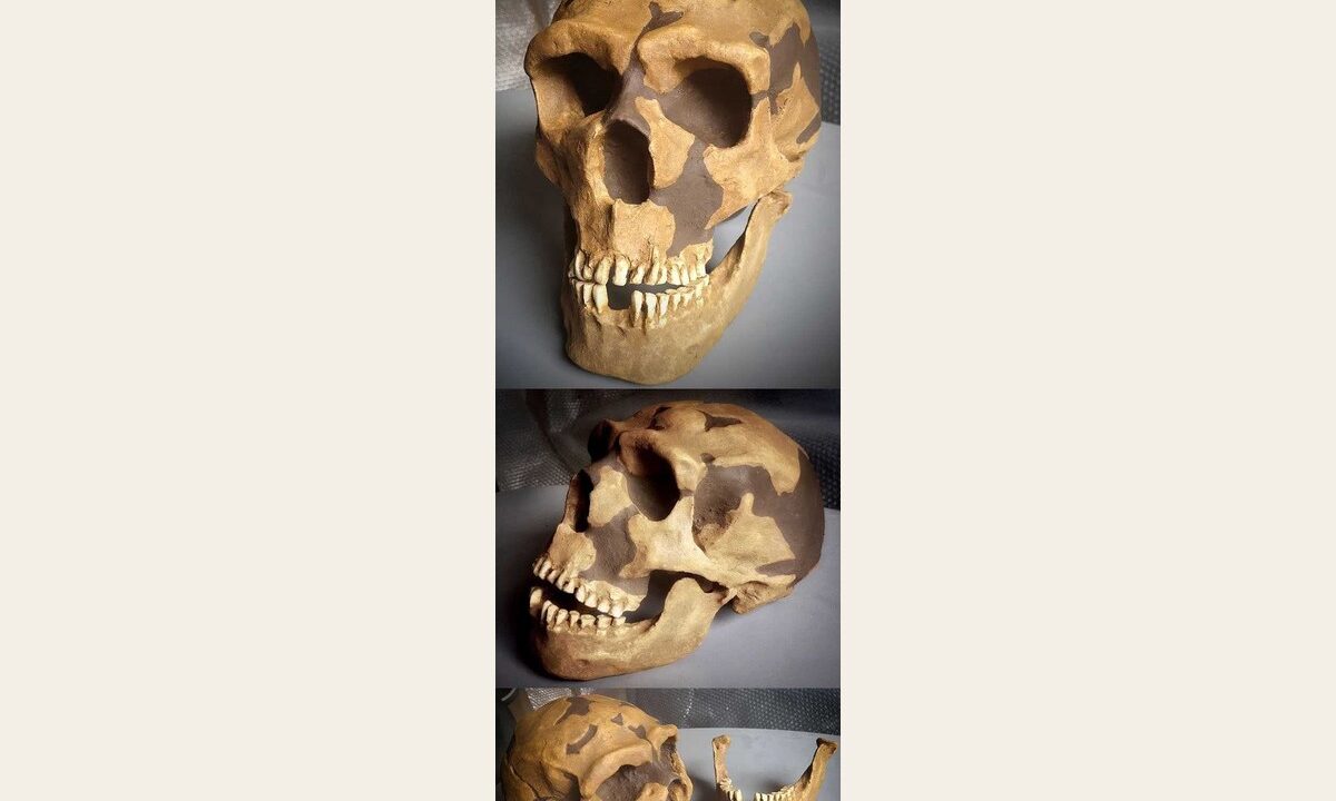 Moulage de Néandertal Shanidar