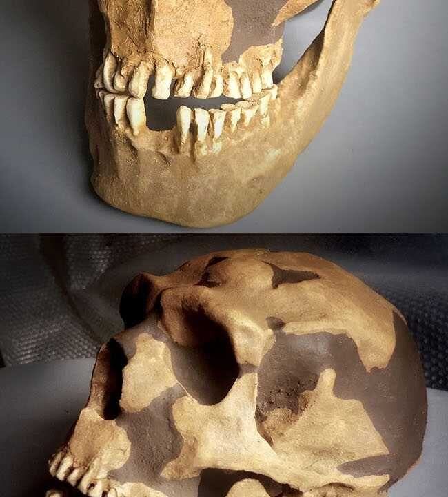 Moulage de Néandertal Shanidar