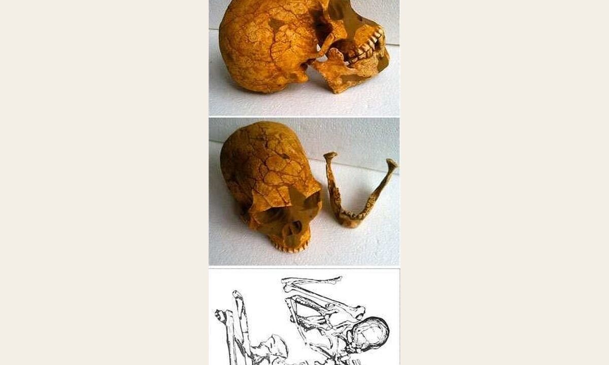 Moulage de Skhul V Sapiens archaîque