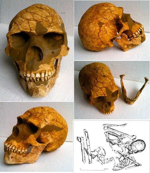 Moulage de Skhul V Sapiens archaîque