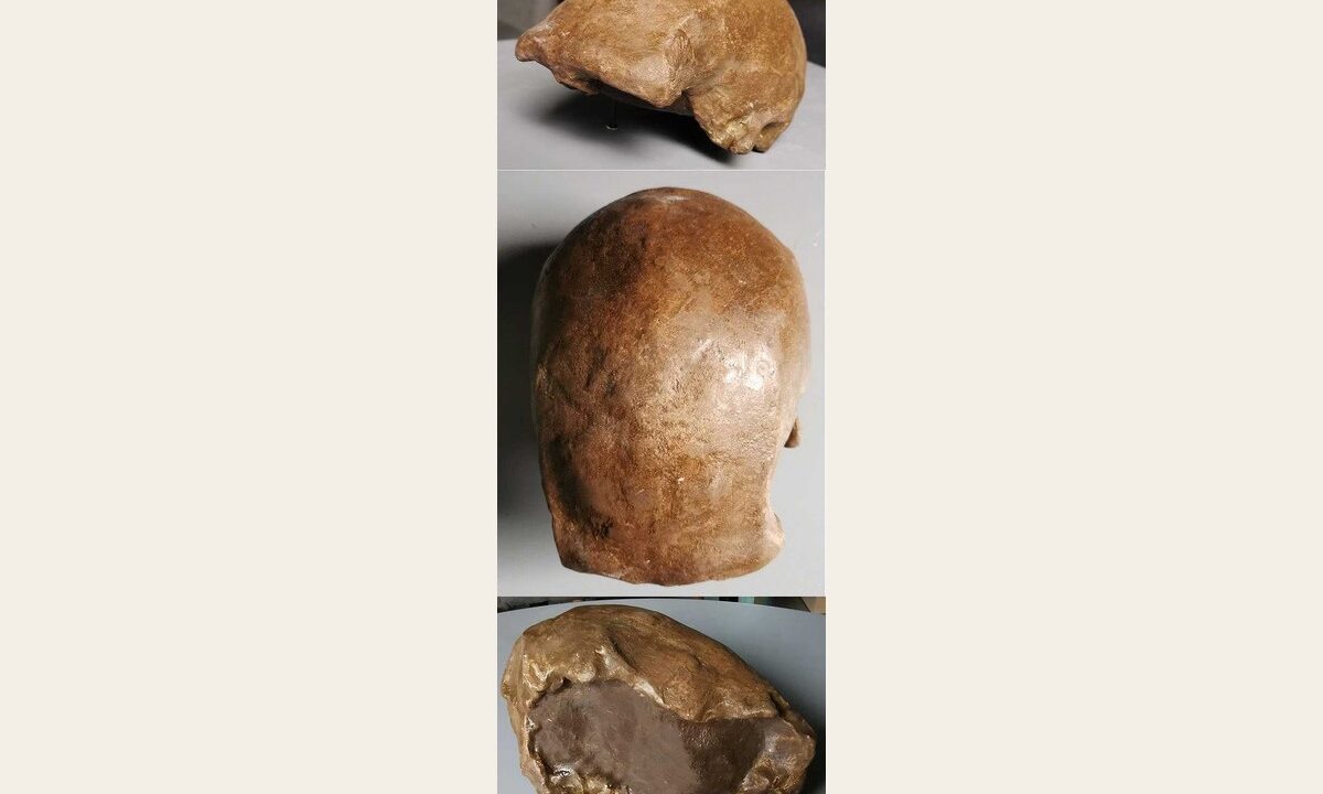Moulage de Soloensis Homo erectus