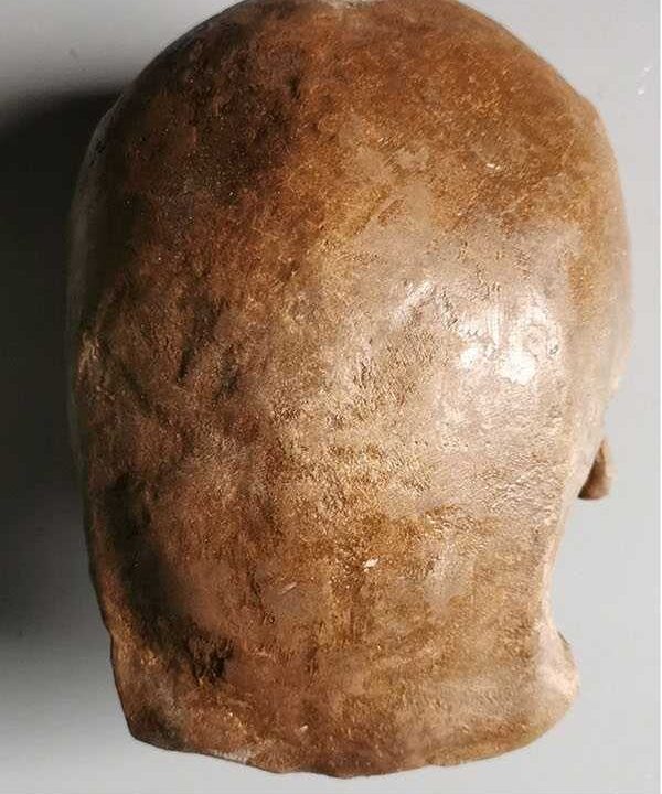 Moulage de Soloensis Homo erectus