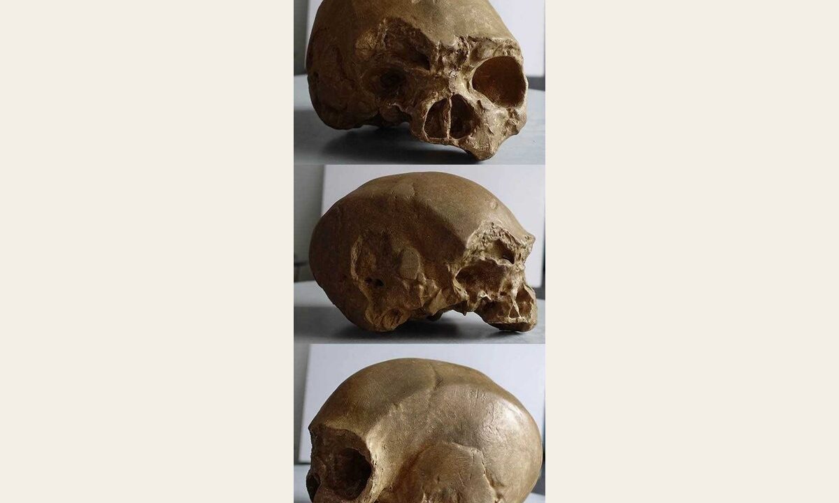 Moulage de Homo sapiens archaîque E.Springs