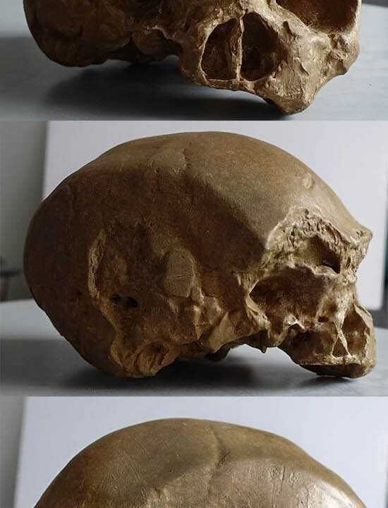 Moulage de Homo sapiens archaîque E.Springs