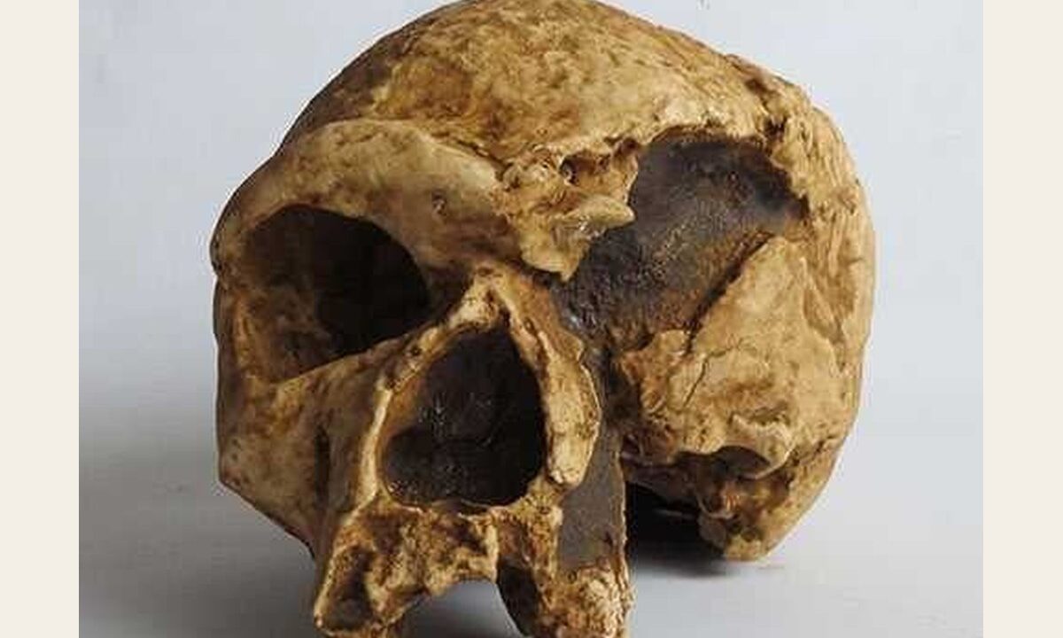 Moulage de Homo steinheimensis