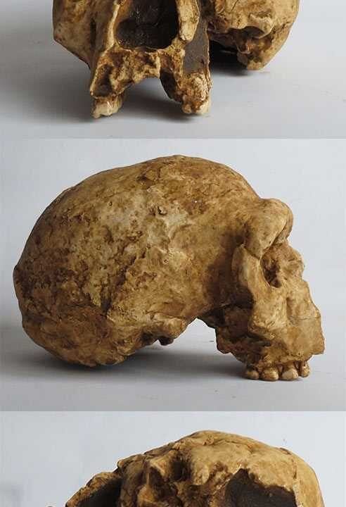 Moulage de Homo steinheimensis