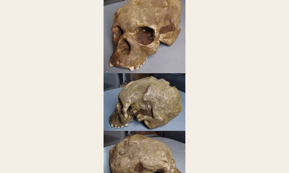 Moulage de Homo sapiens Talgai