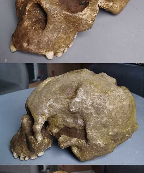 Moulage de Homo sapiens Talgai
