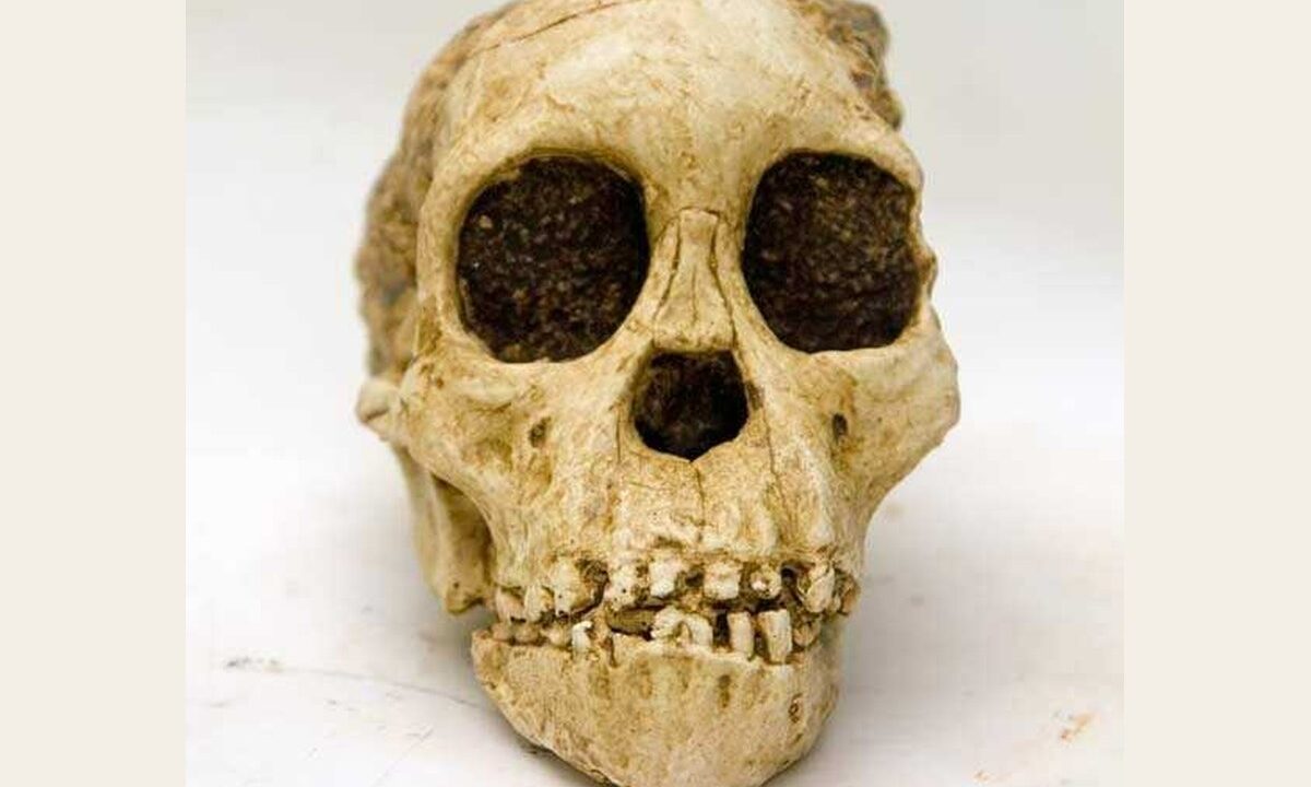 Moulage de L’enfant de Taung