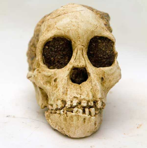 Moulage de L’enfant de Taung