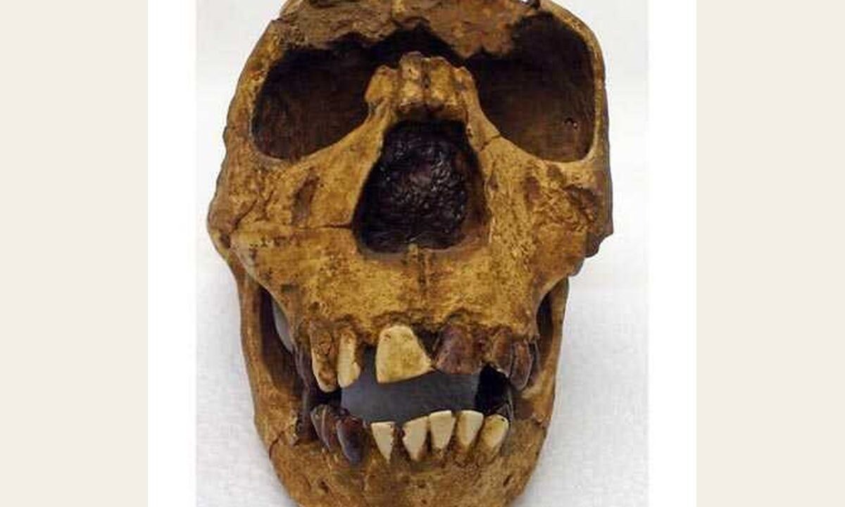 Moulage de Homo ERGASTER Turkana Boy