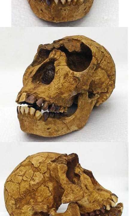 Moulage de Homo ERGASTER Turkana Boy