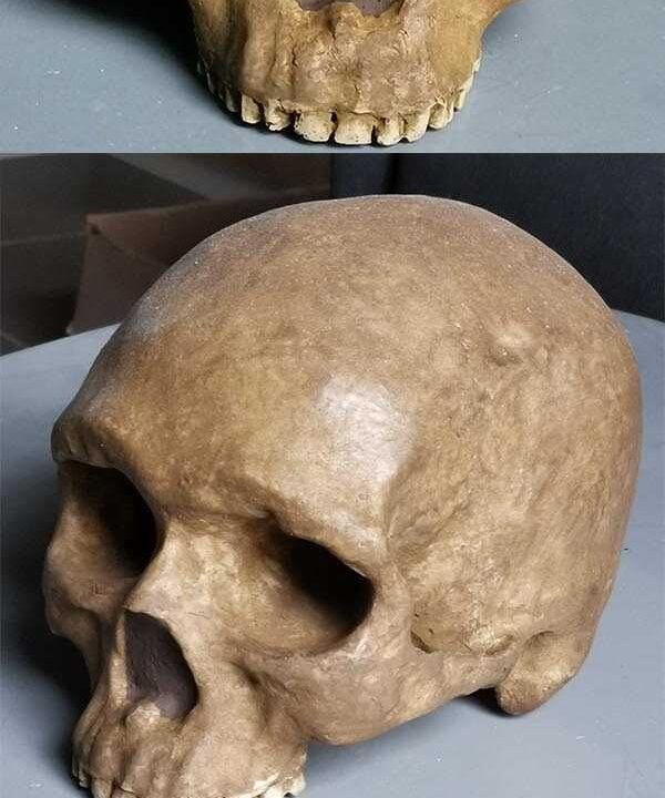 Moulage de Homo sapiens Zhoukoudian 101