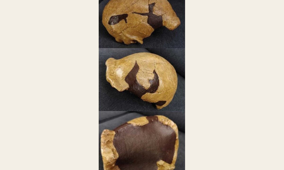 Moulage de Homo erectus Zhoukoudian X