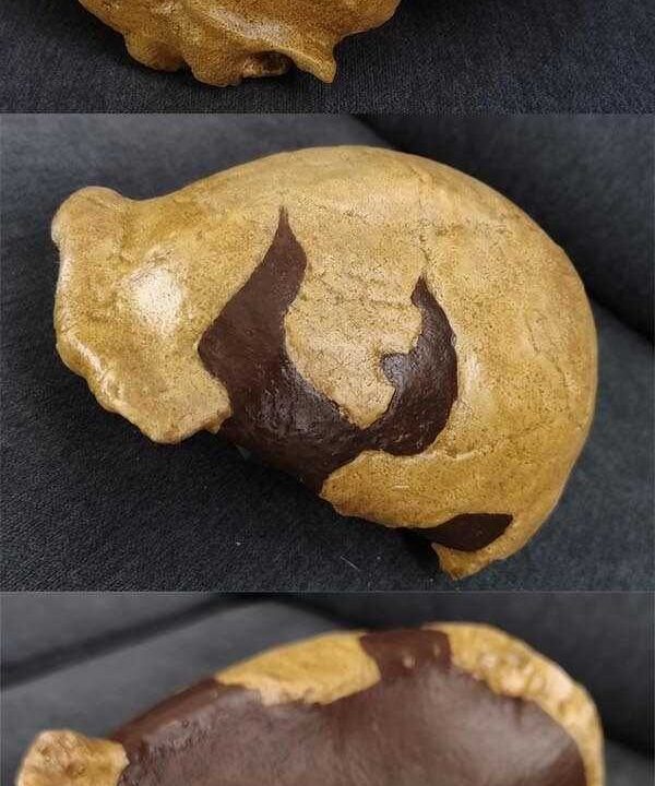 Moulage de Homo erectus Zhoukoudian X