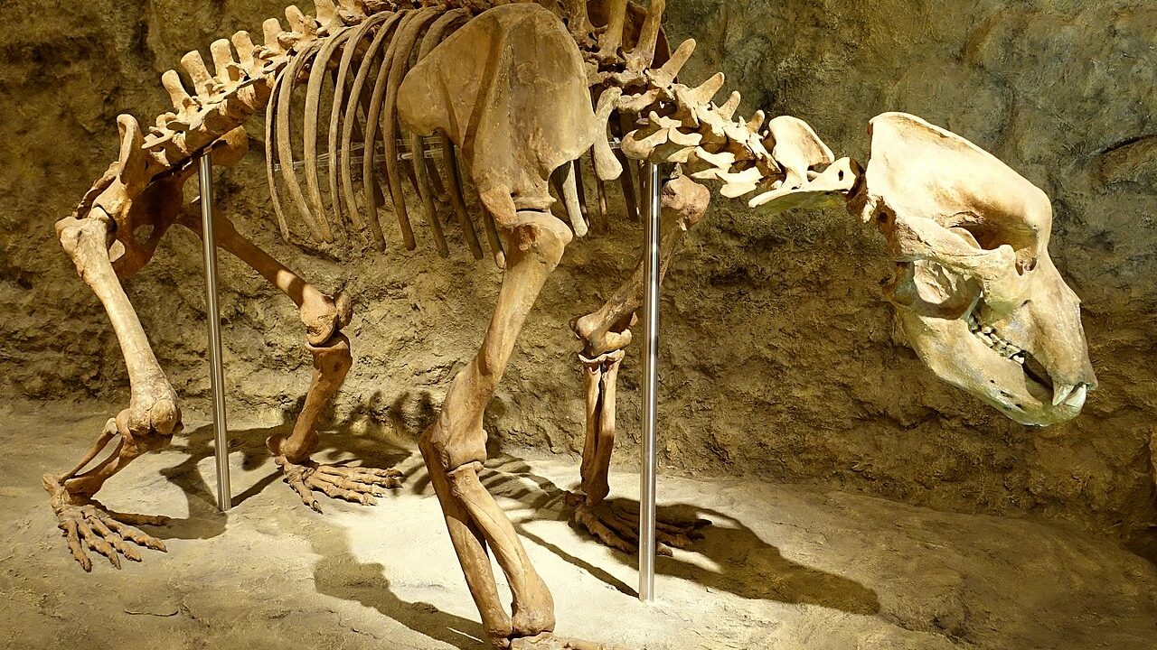 mus-e-de-l-ours-des-cavernes