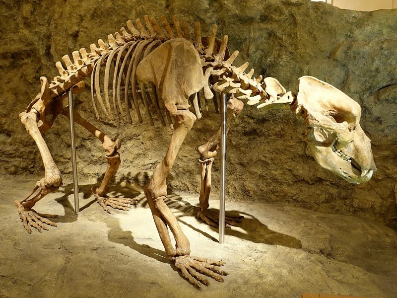 Musée de l’ours des cavernes