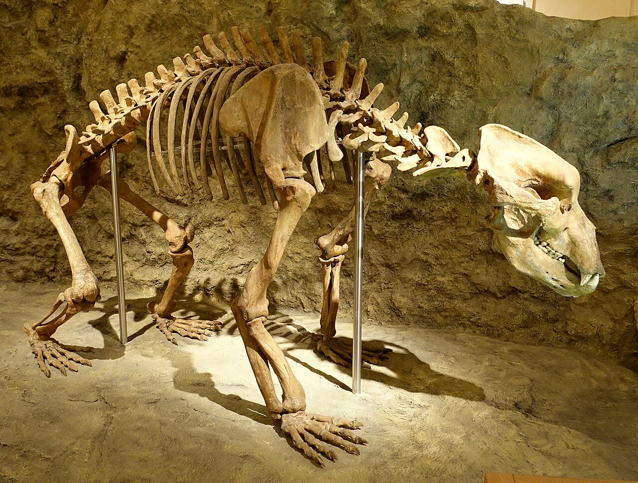mus-e-de-l-ours-des-cavernes