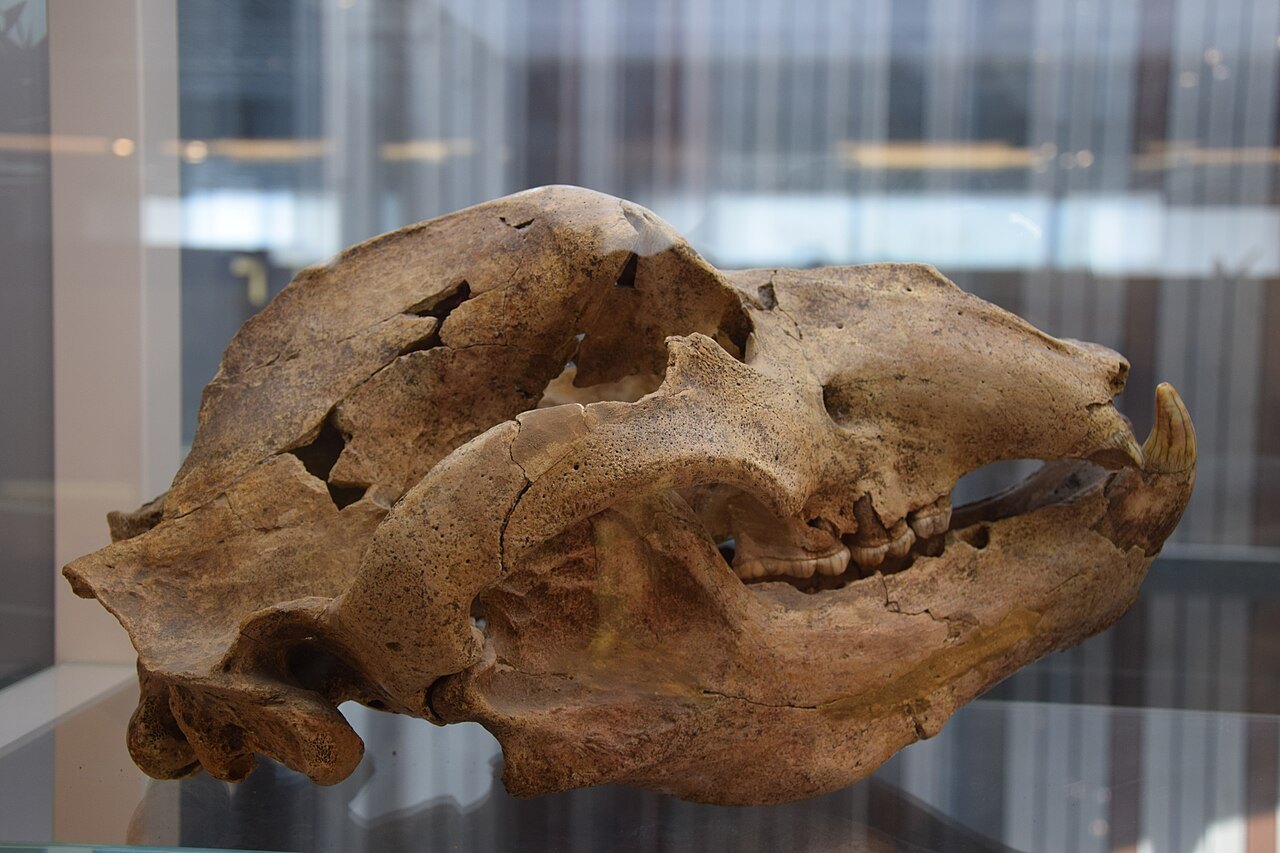 Crâne d'ours des cavernes exposé dans les collections du musée Arkéos.