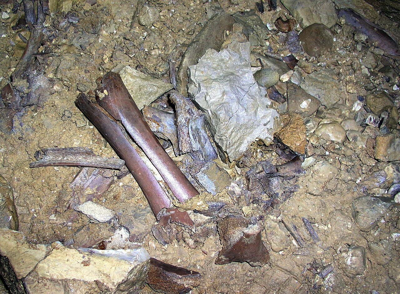 Ossements d'ours des cavernes dans la balme à Collomb, Entremont-le-Vieux (Savoie).