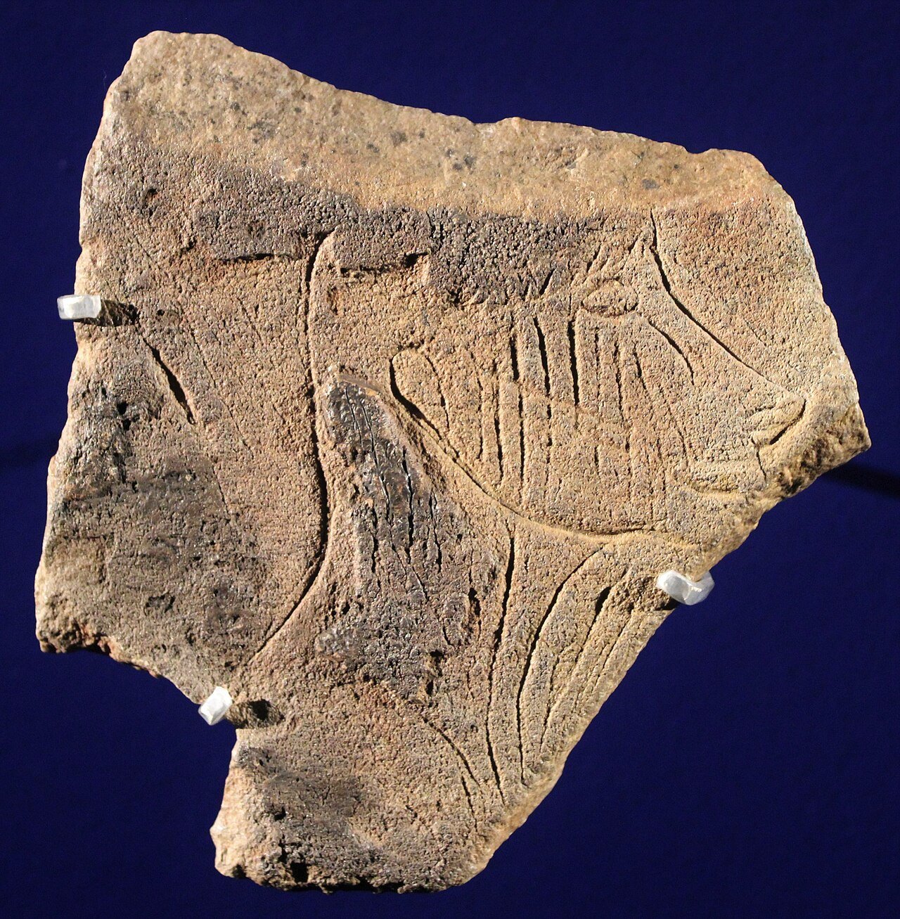 Plaquette en calcaire gravée d'une tête humaine de profil, découverte dans la grotte de La Marche à Lussac-les-Châteaux (Magdalénien moyen, vers 17000 ans).