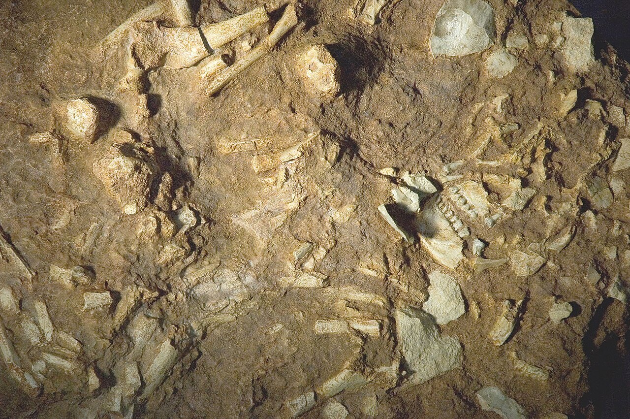 Reconstitution du squelette de « Pierrette », néandertalienne découverte en 1979 à La Roche à Pierrot, exposée au Paléosite.