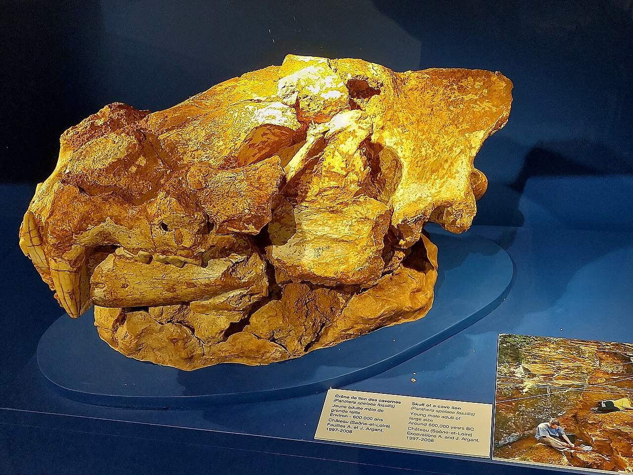 Crâne de lion des cavernes exposé au musée préhistorique de Solutré.
