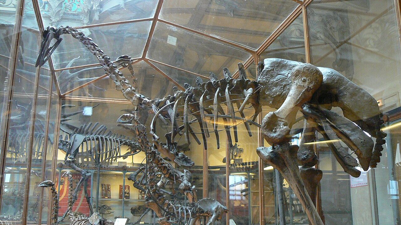 Oiseau-éléphant