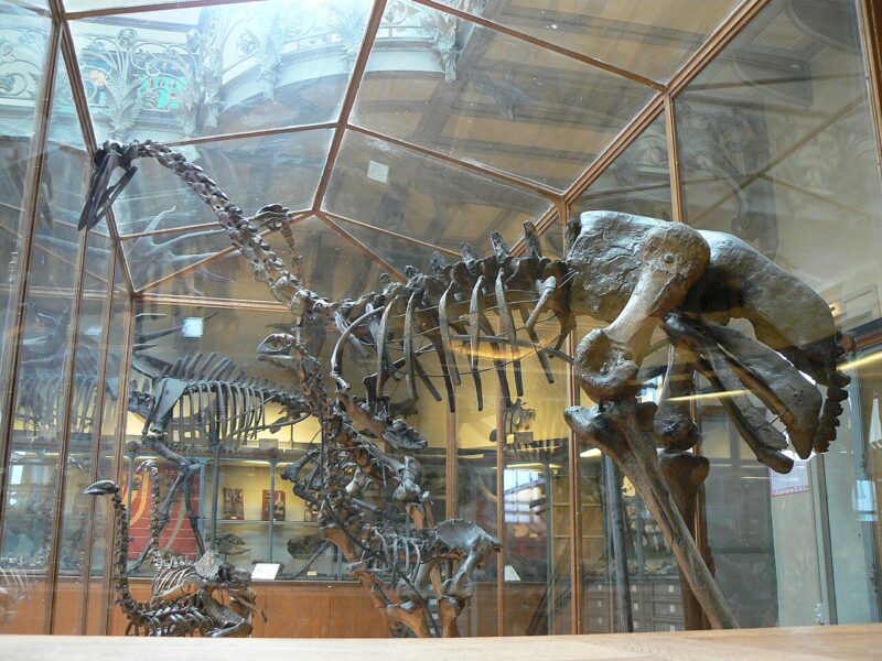 Oiseau-éléphant