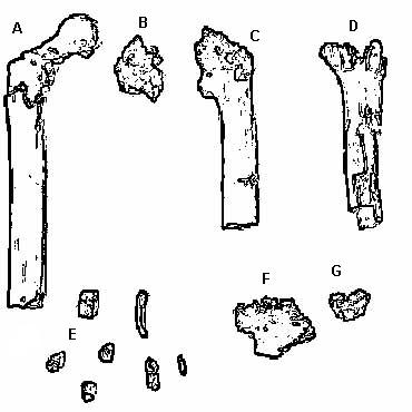 Fossiles d’Orrorin tugenensis : fémurs, humérus, dents et mandibule