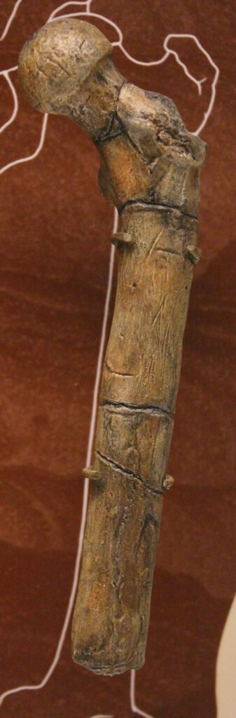 Moulage du fémur d’Orrorin au musée de la Smithsonian