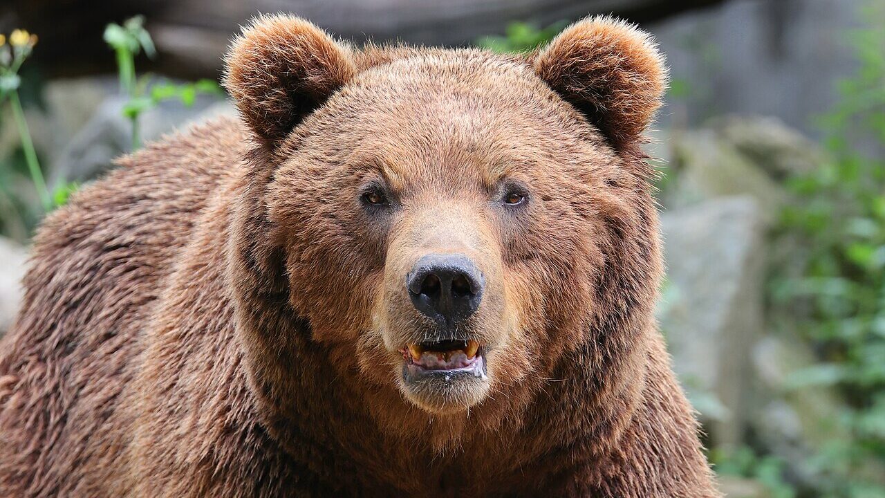 Ours brun