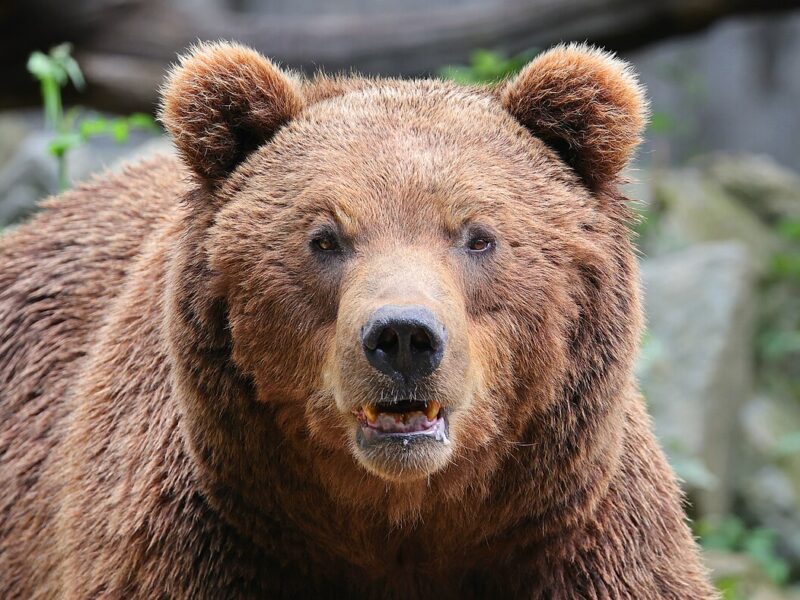 Ours brun
