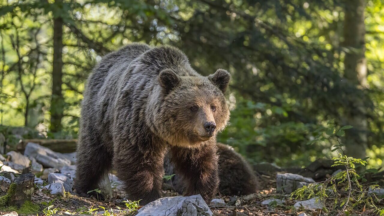 Ours brun