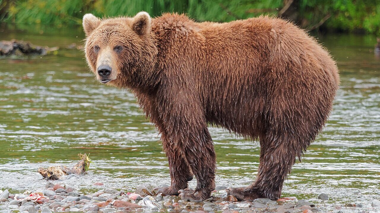 Ours brun
